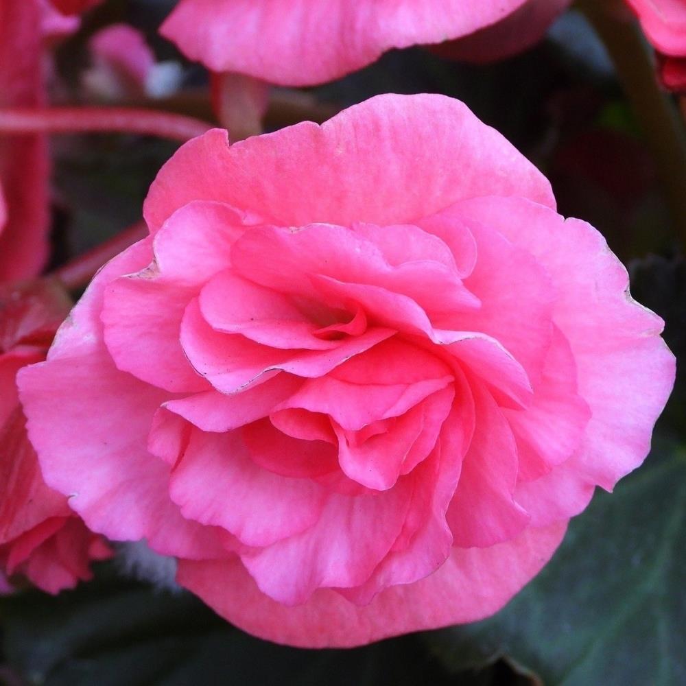 Begonia Pendula Pink X5