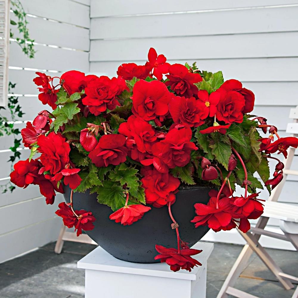 Begonia Pendula Red X5