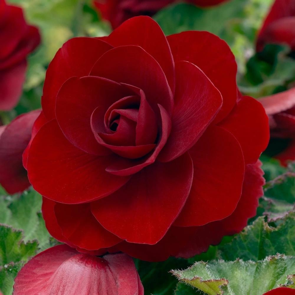 Begonia Pendula Red X5