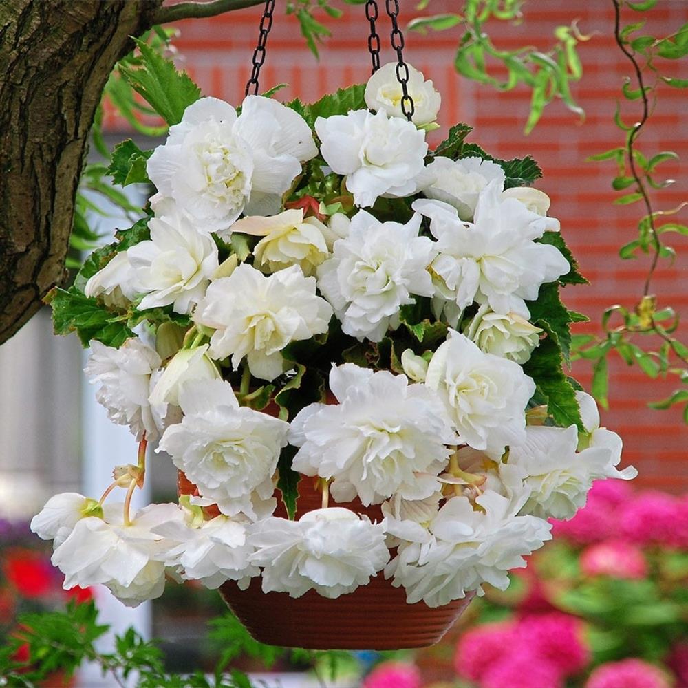 Begonia Pendula White X5