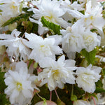 Begonia Pendula White X5