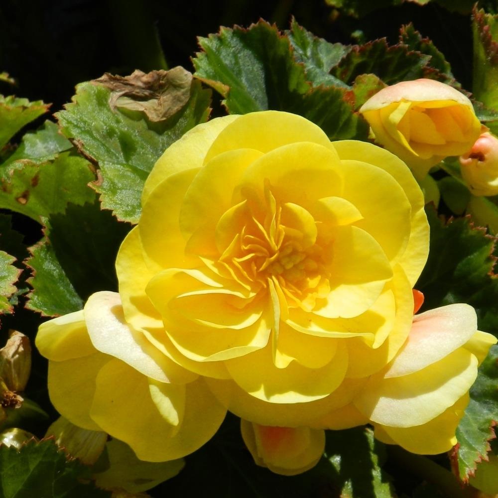 Begonia Pendula Yellow X5