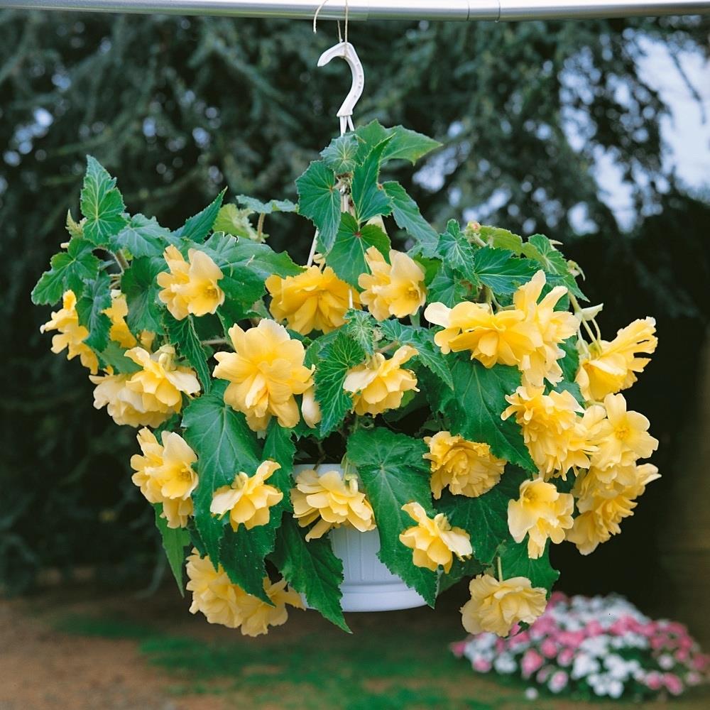 Begonia Pendula Yellow X5