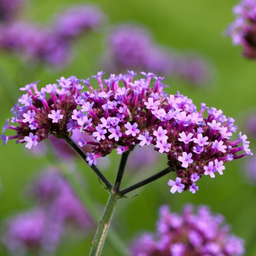 Verbena bonariensis