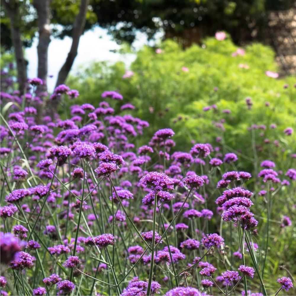Verbena bonariensis