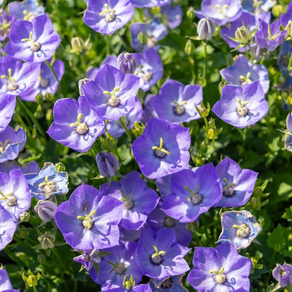 Campanula 'Samantha' X5