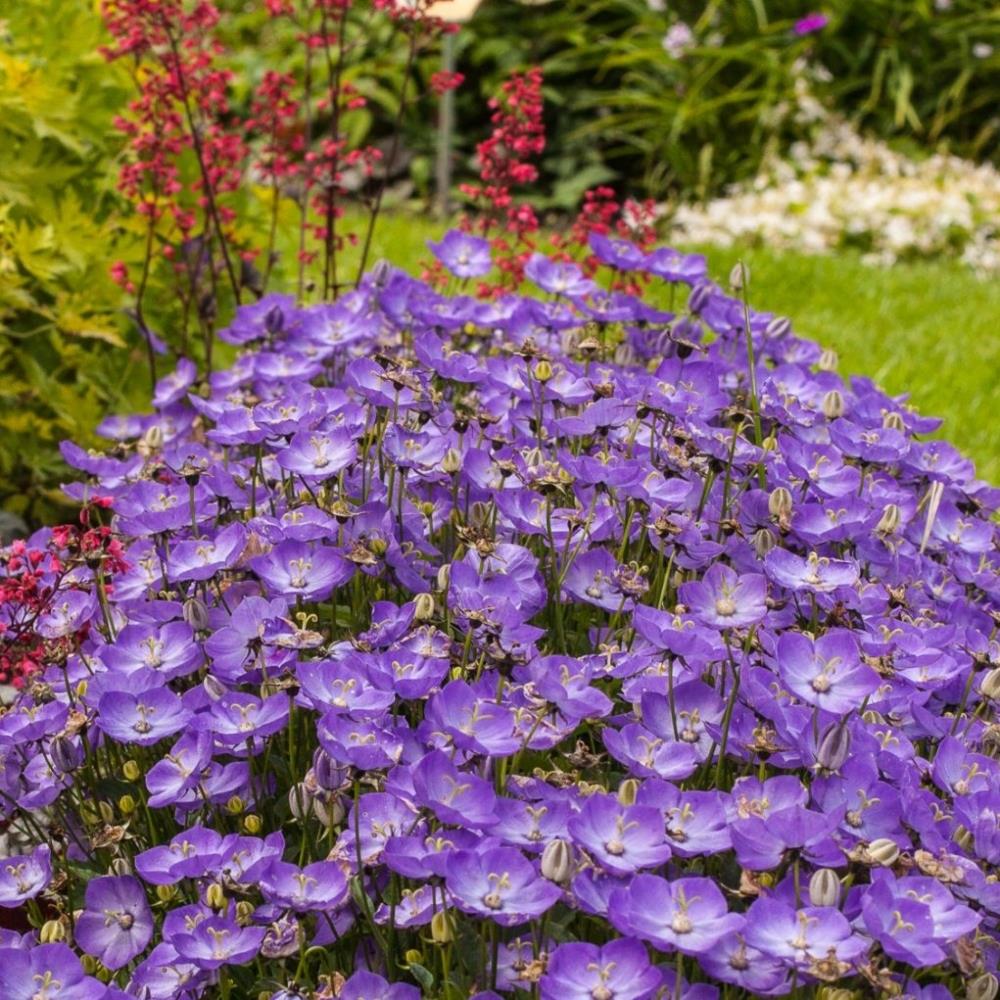 Campanula 'Samantha' X5