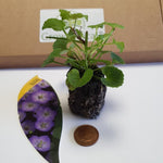 Campanula 'Samantha' X5