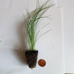 Stipa Tenuissima X3