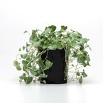 Dichondra Argentea 'Silver Falls' X5