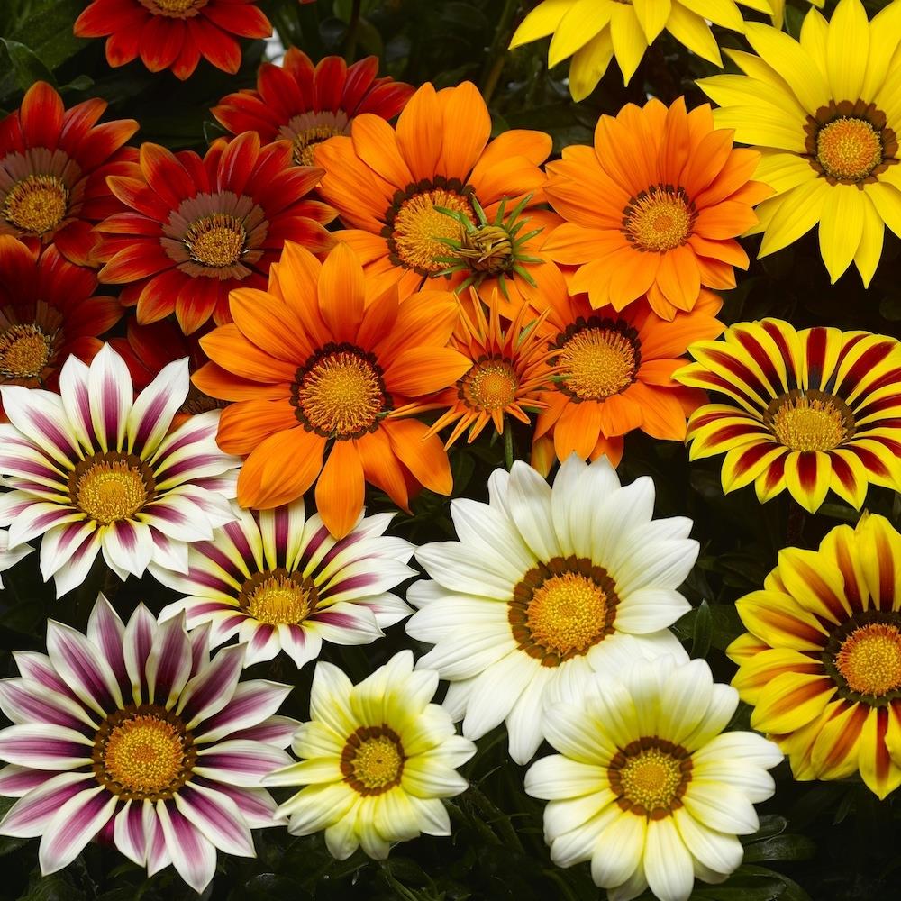 Gazania Kiss Mixed X24