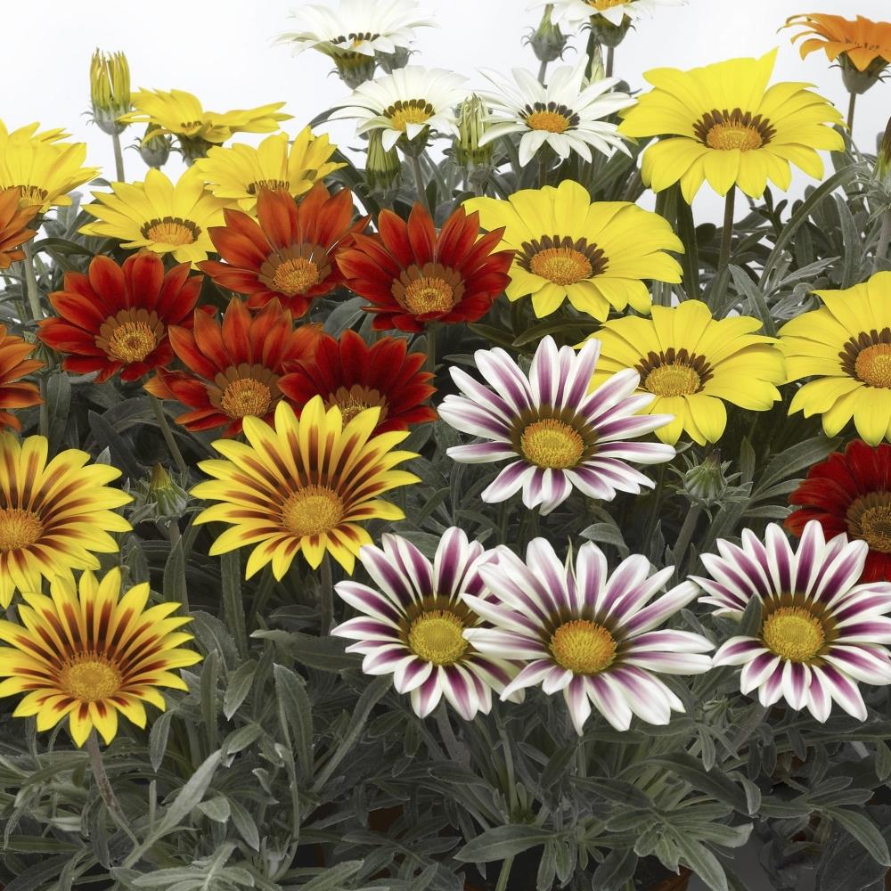 Gazania Kiss Mixed X24