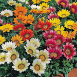 Gazania Kiss Frosty Mixed X24