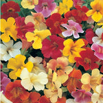 Mimulus 'Mystic' X24
