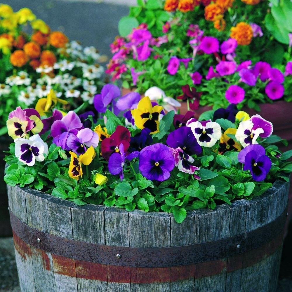 Pansy Power X24