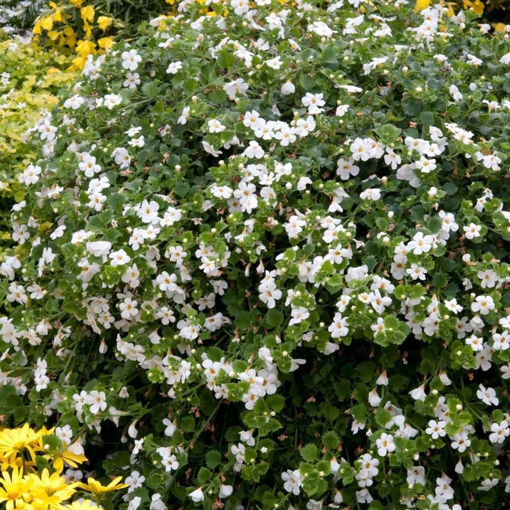 Bacopa 'Snowflake' X5