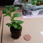 Bacopa 'Snowflake' X5