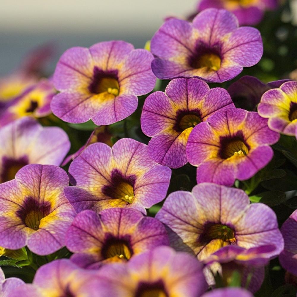 Calibrachoa 'Blueberry Scone' X5