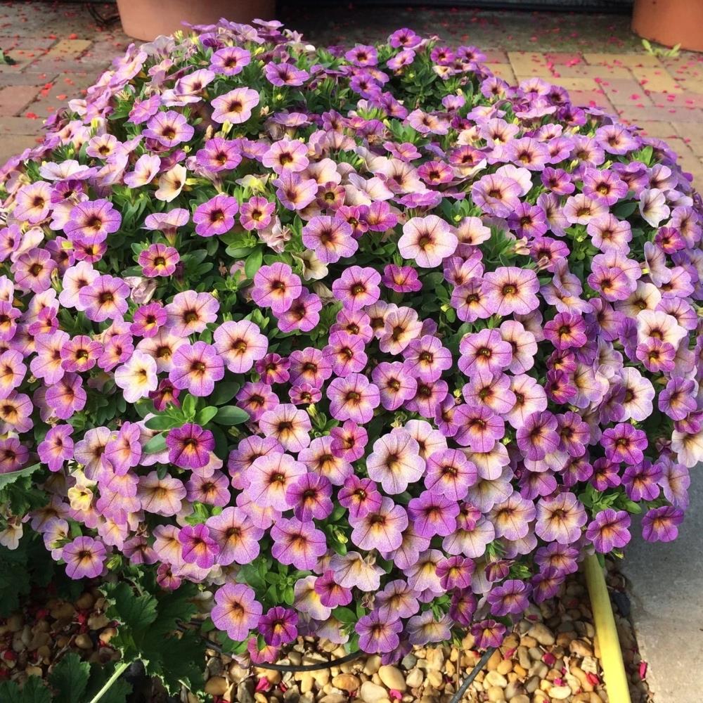 Calibrachoa 'Blueberry Scone' X5