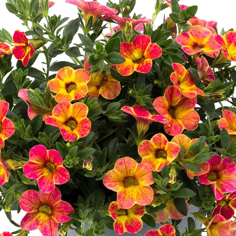 Calibrachoa 'Sunshine Berry' X5
