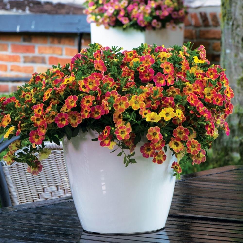 Calibrachoa 'Sunshine Berry' X5
