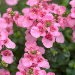 Diascia 'Little Dancer' X5