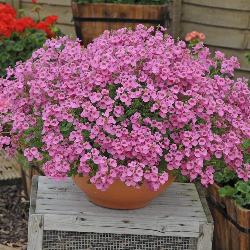 Diascia 'Little Dancer' X5