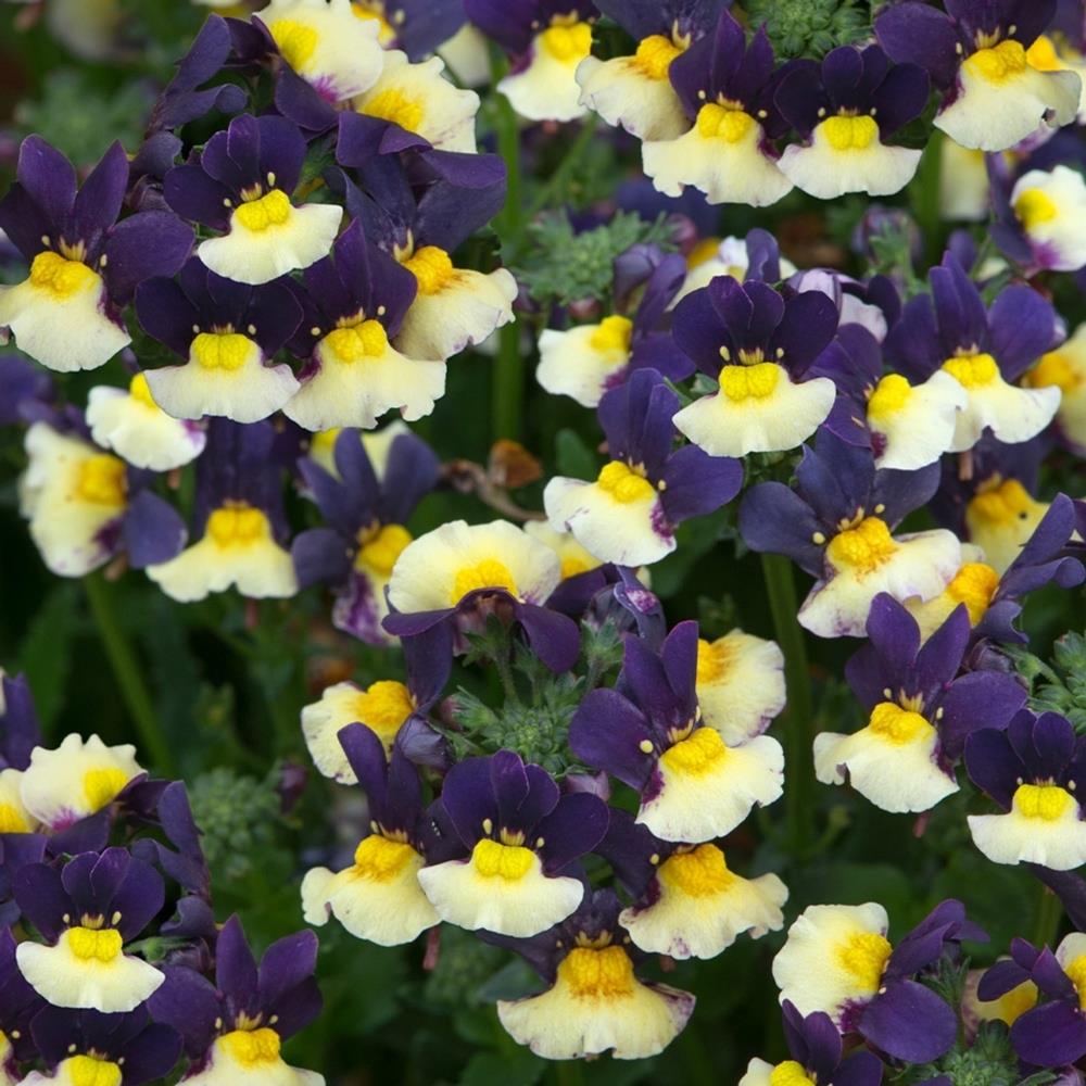 Nemesia 'Plums and Custard' X5
