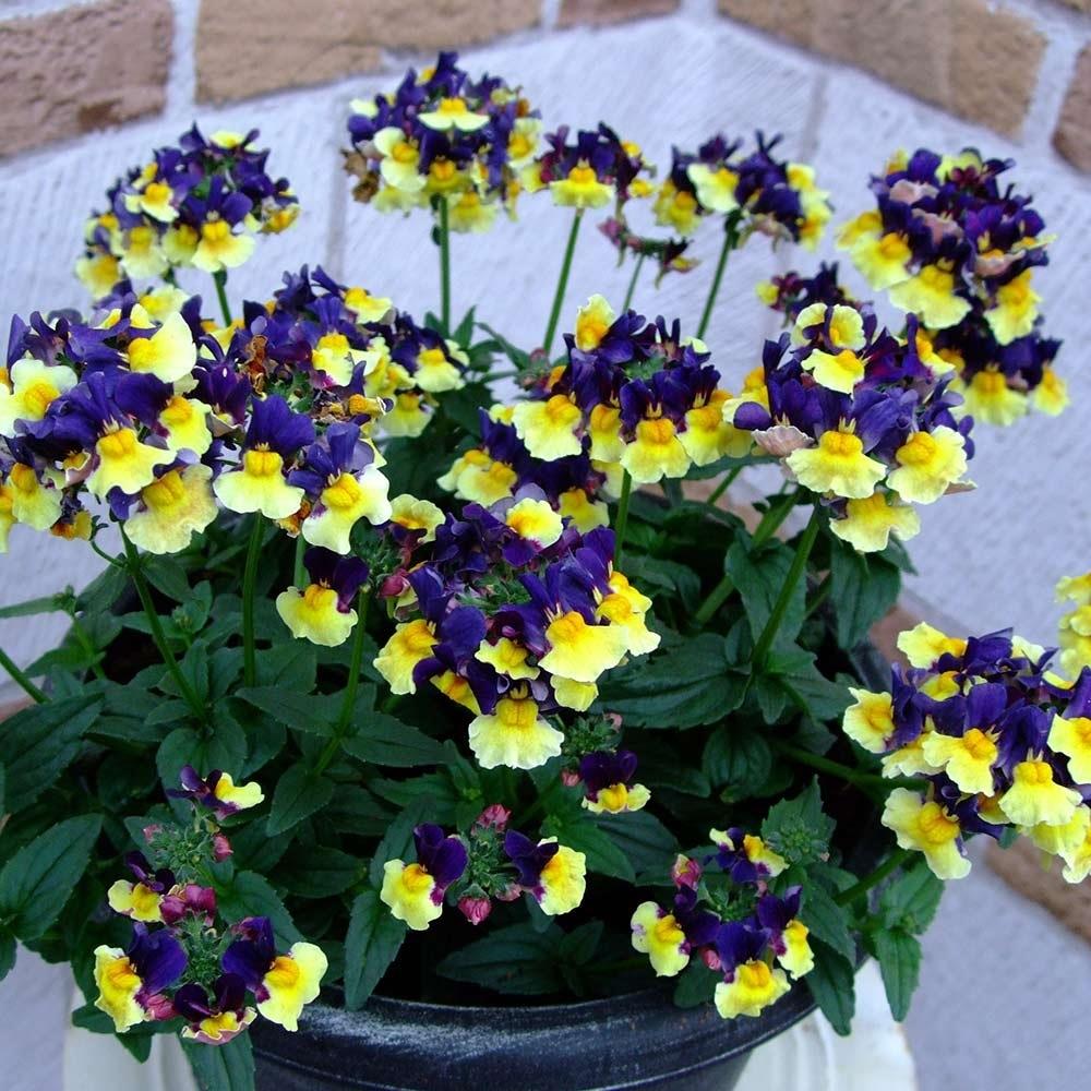 Nemesia 'Plums and Custard' X5