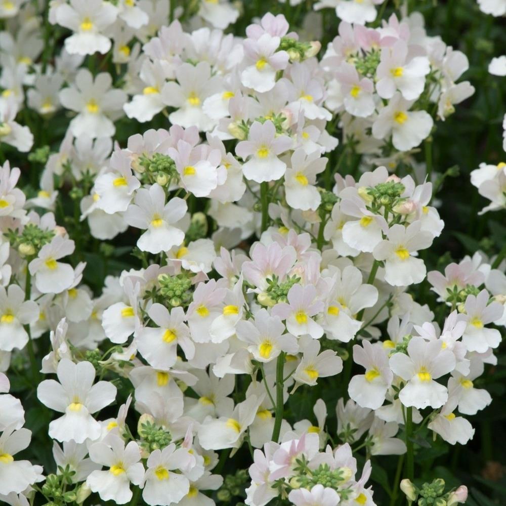 Nemesia 'Wisley Vanilla' X5