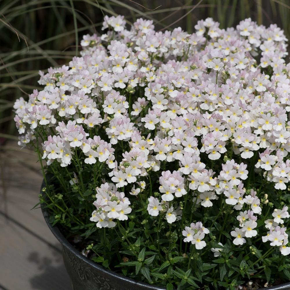 Nemesia 'Wisley Vanilla' X5