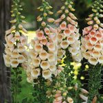 Foxglove Digitalis 'Apricot Beauty' X6