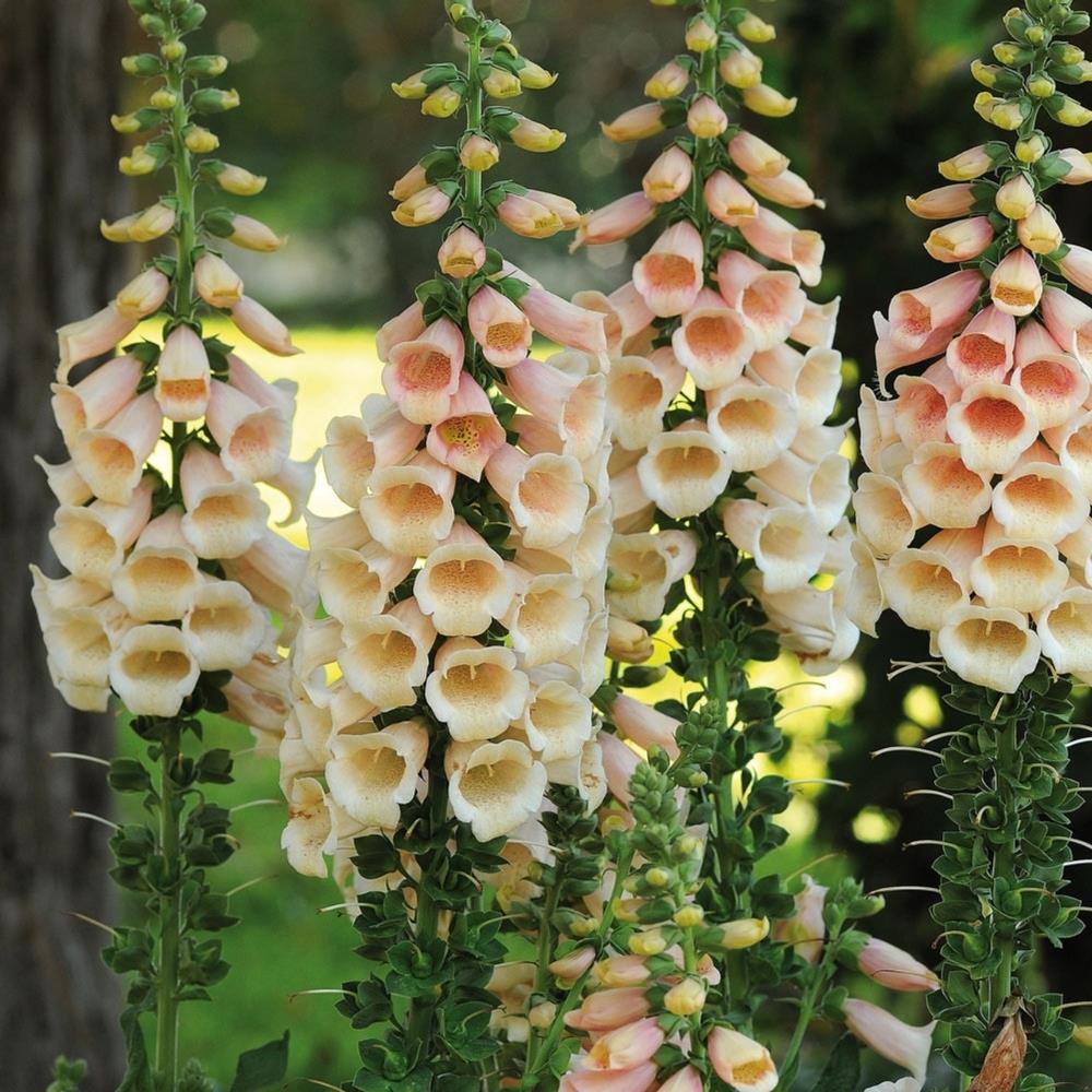 Foxglove Digitalis 'Apricot Beauty' X6