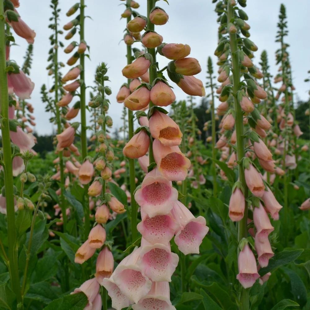 Foxglove Digitalis 'Apricot Beauty' X6