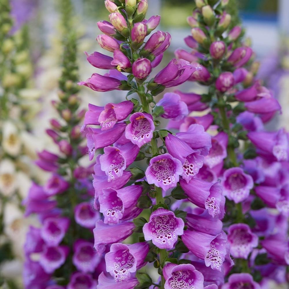Foxglove Digitalis 'Dalmatian Purple' X6