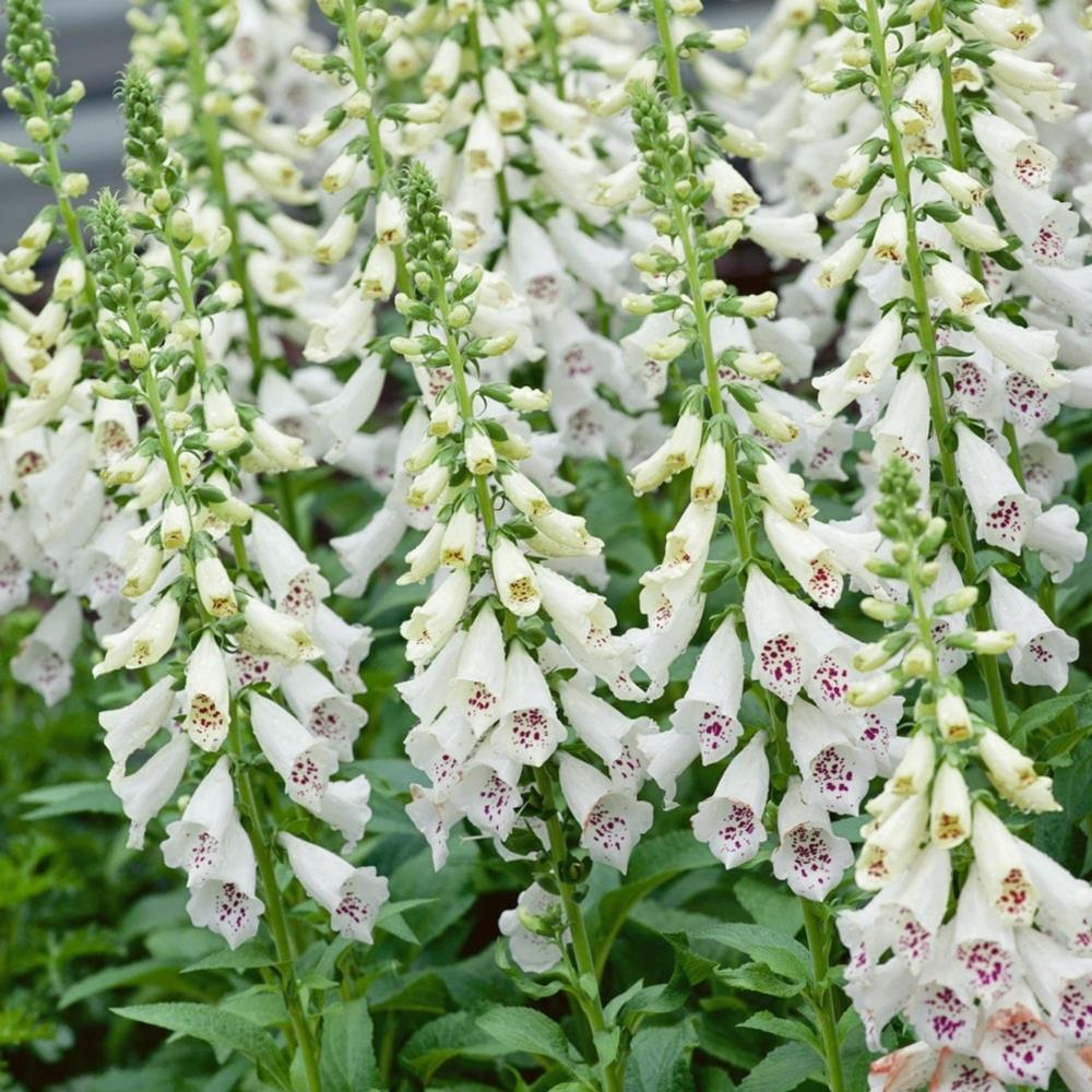 Foxglove Digitalis 'Dalmatian White' X6