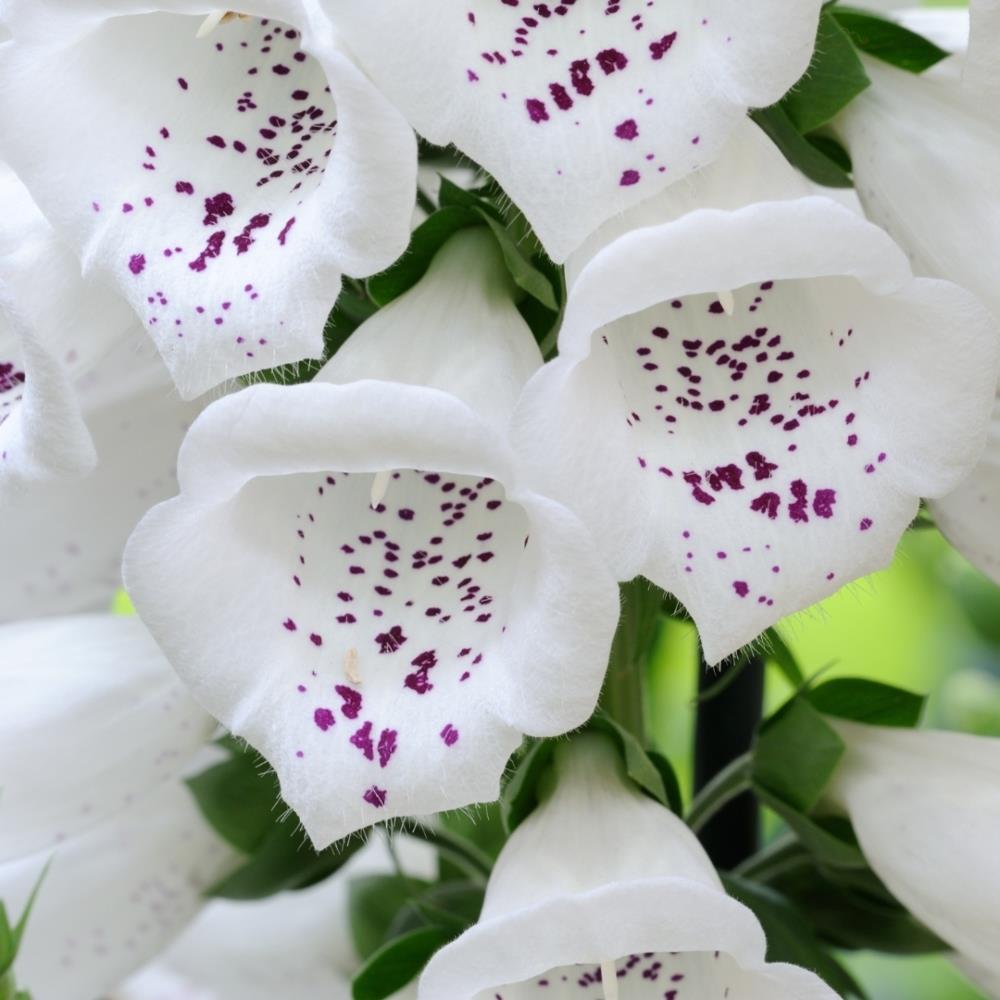 Foxglove Digitalis 'Dalmatian White' X6