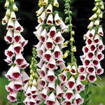 Foxglove Digitalis 'Pam's Choice' X6