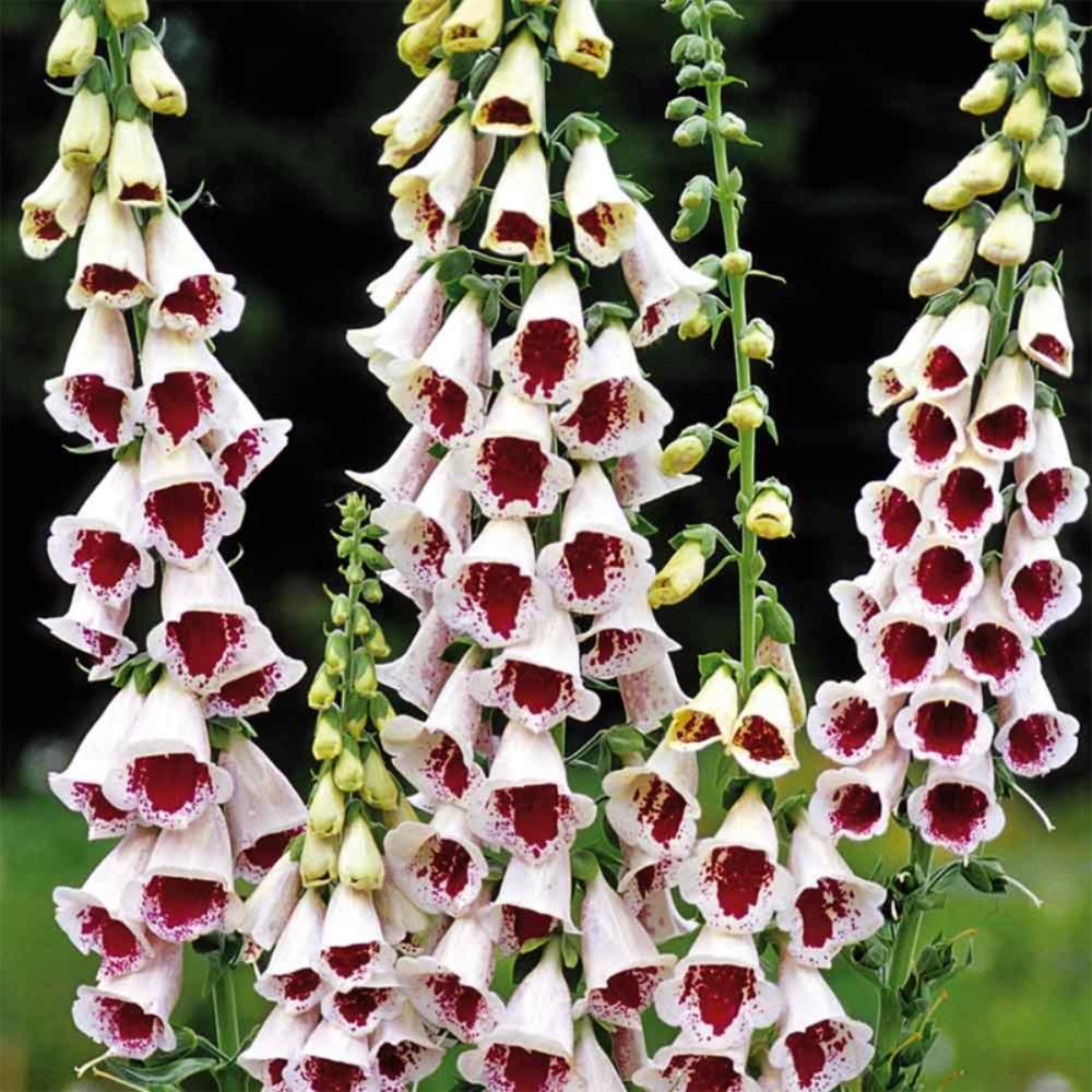 Foxglove Digitalis 'Pam's Choice' X6