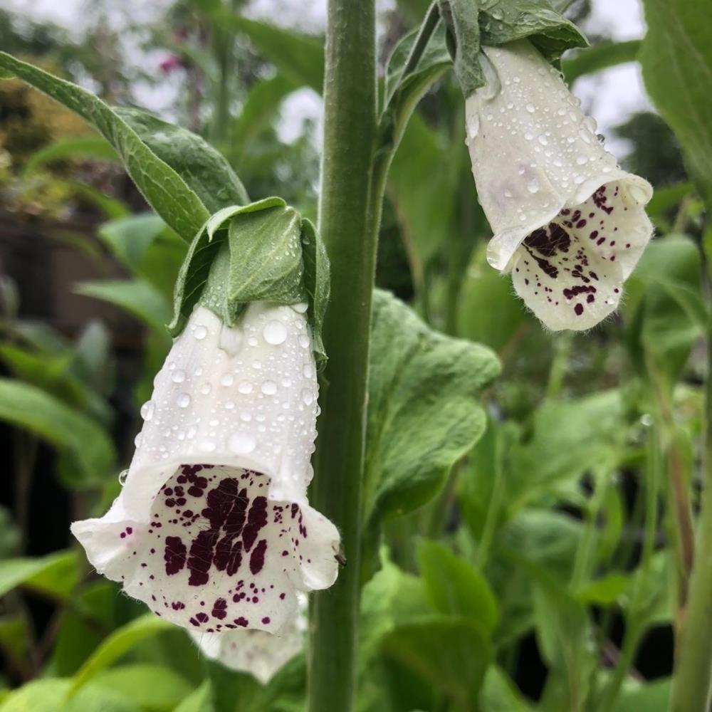 Foxglove Digitalis 'Pam's Choice' X6