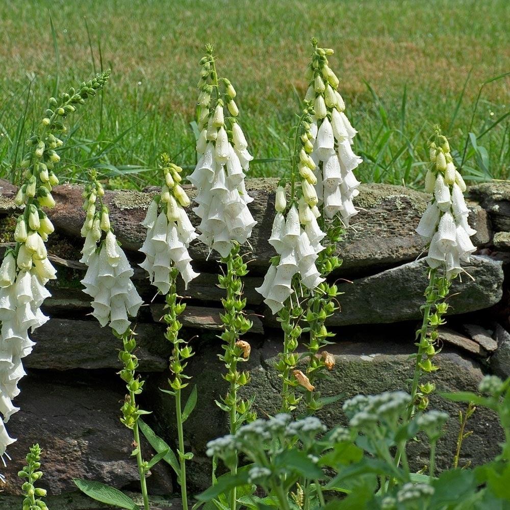 Foxglove Digitalis 'Purpurea Alba' X6
