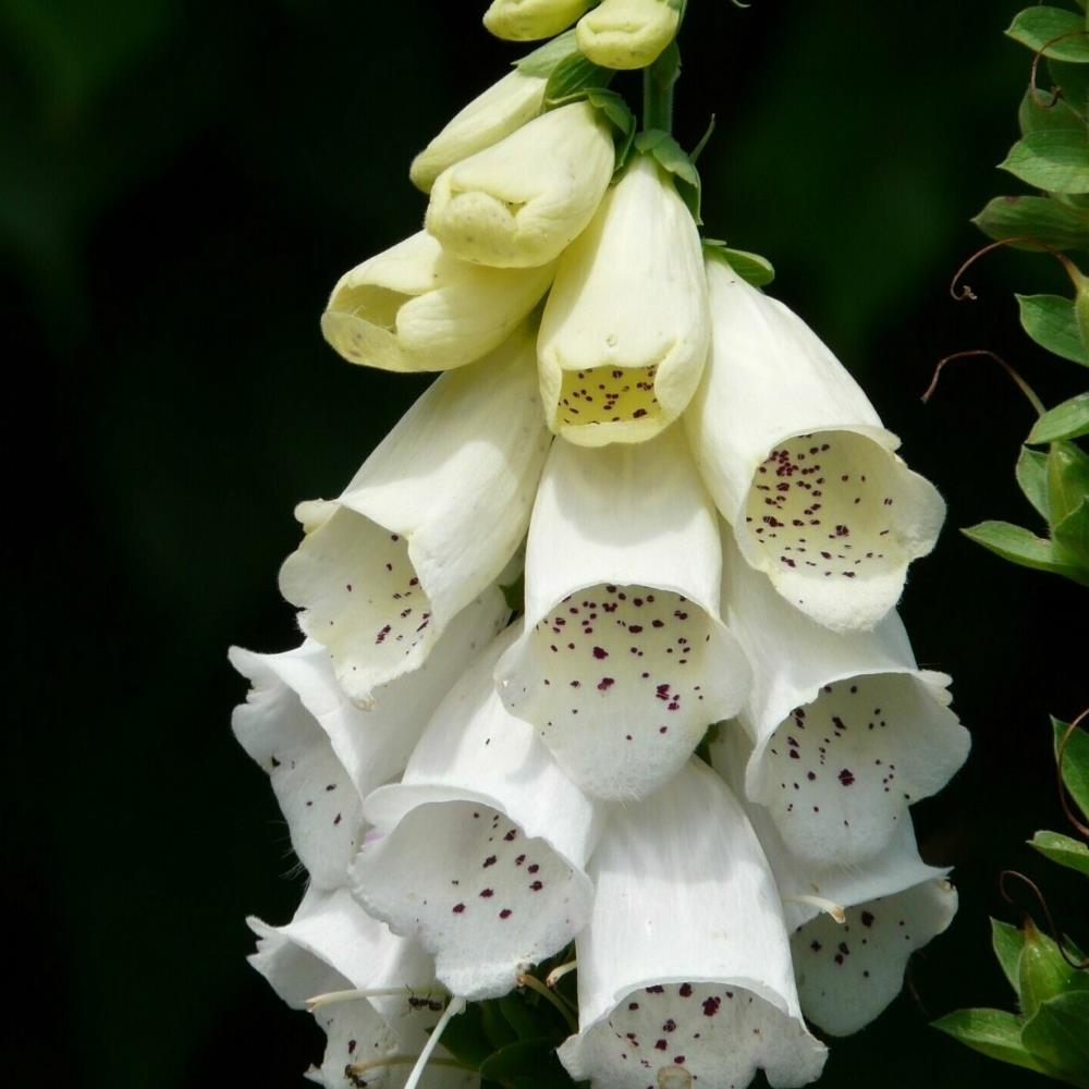Foxglove Digitalis 'Purpurea Alba' X6