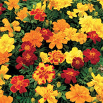French Marigold Safari Mixed X24