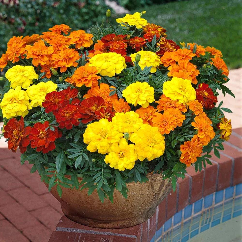 French Marigold Safari Mixed X24