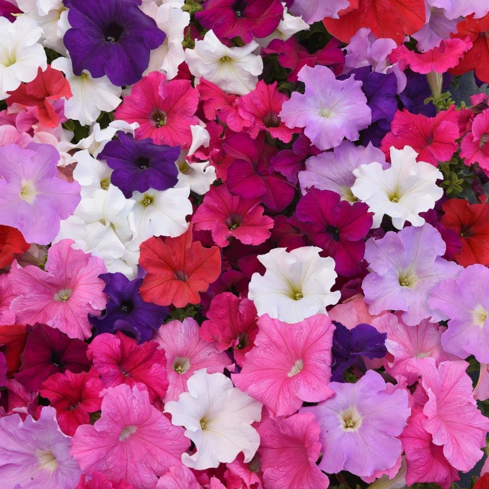 Petunia Super Cascade X24