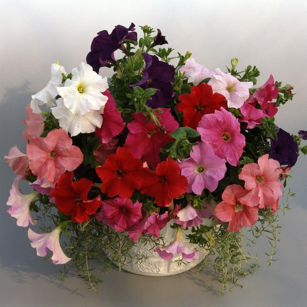 Petunia Super Cascade X24