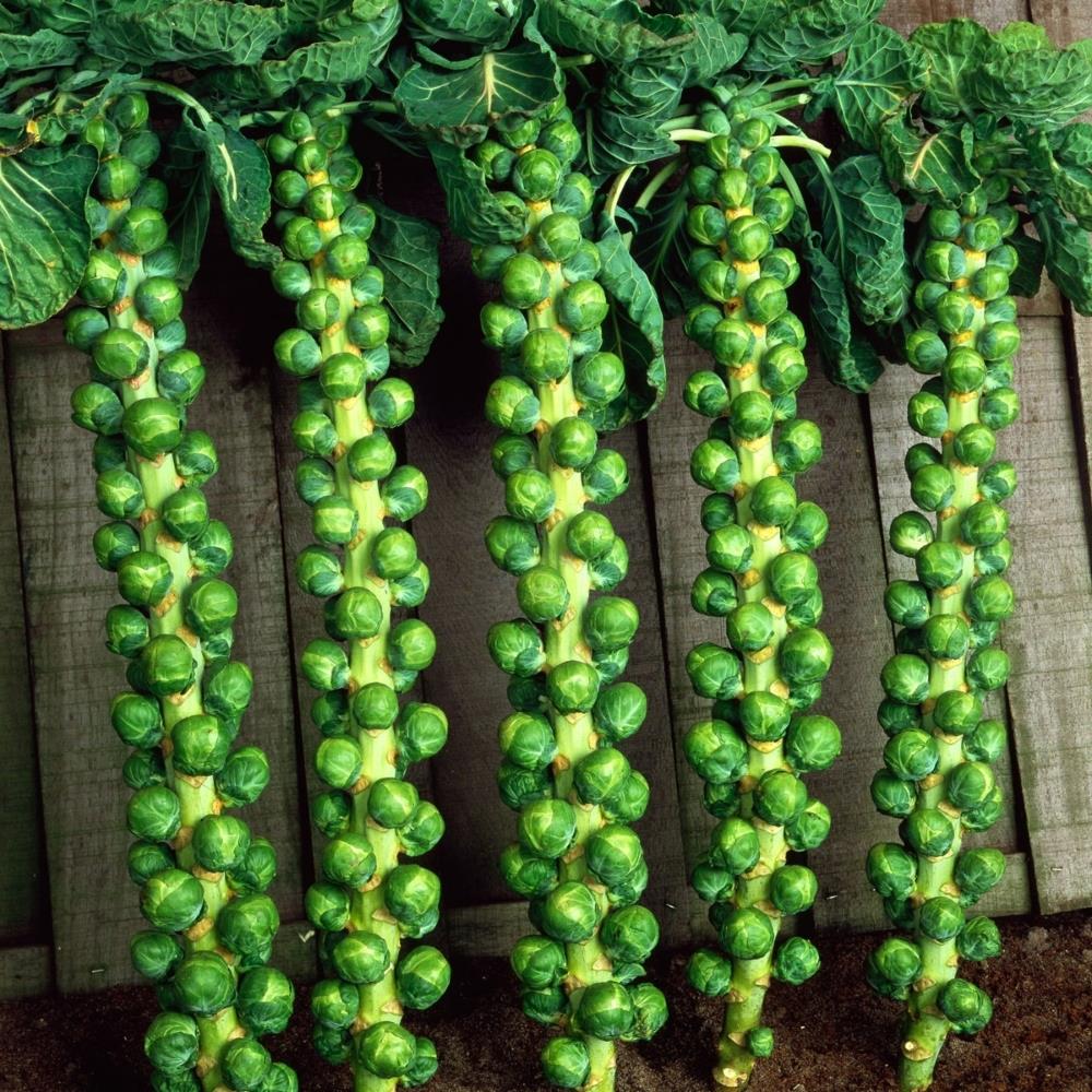Brussels Sprout F1 'Trafalgar' X12