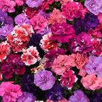 Petunia Double Duo Mixed X24