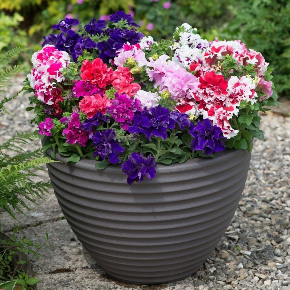 Petunia Double Duo Mixed X24