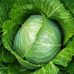 Cabbage F1 Early 'Stonehead' X12